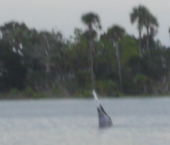 from our kayak, we can cheer his accomplishment of catching a fish. The dolphin seems to be proud of the fish.